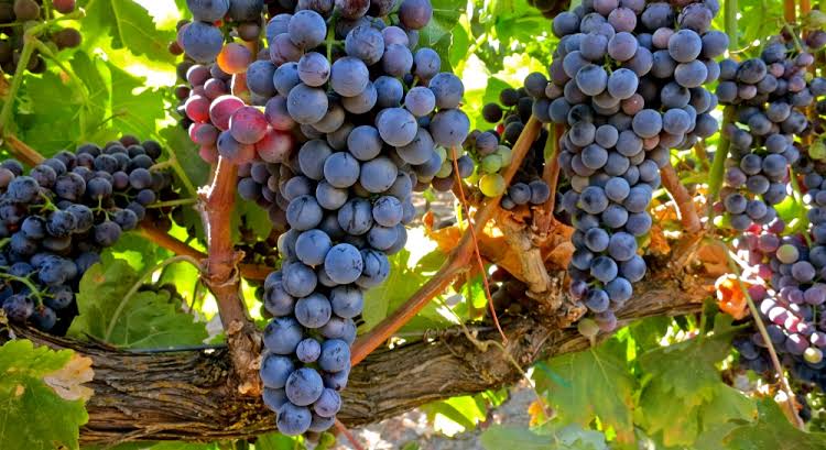 Mellasat Wines tweet media