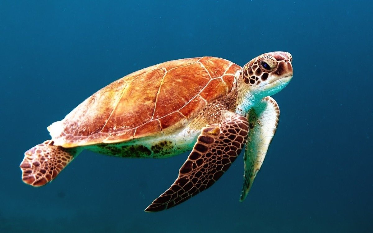 Sea turtles are among the world’s oldest creatures. The seven species that can be found today have been on the earth for about 110 million years, since the time of the dinosaurs. ⁣
.⁣
.⁣
.⁣
#seaturtleconservation #divingtime #seaturtles #turtles #ecofriendly #olameansalive
