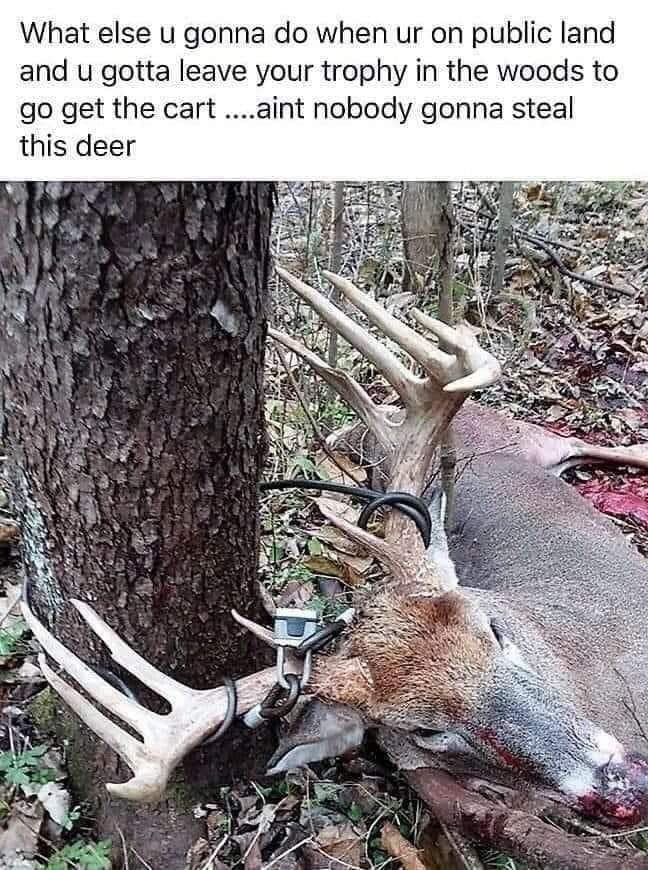 When you hunt public land!🦌
#hunting #publiclandhunting #publicland #bigbuck #antlers #deer #dowhatyougottado #saveyourdeer #deertag #lockhimup