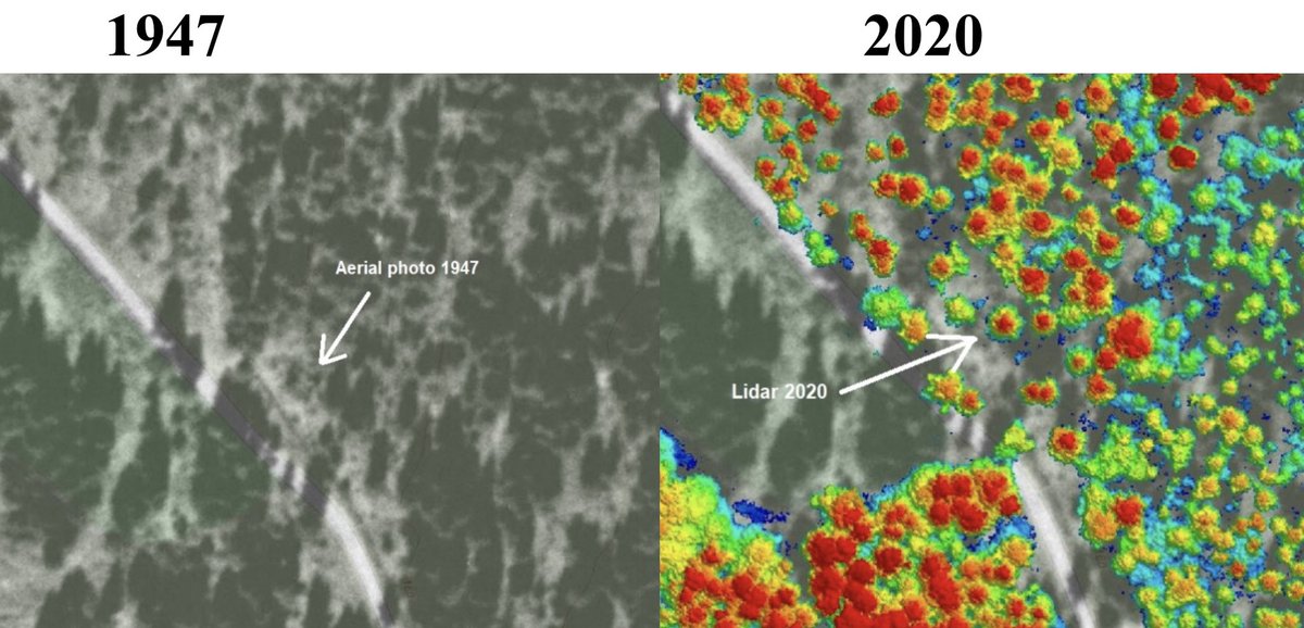 The tree is more than 80 years old. And Oslo’s forestry services have had their eye on it as a candidate for Trafalgar Square for a while! #trafalgarsquare  #christmastree