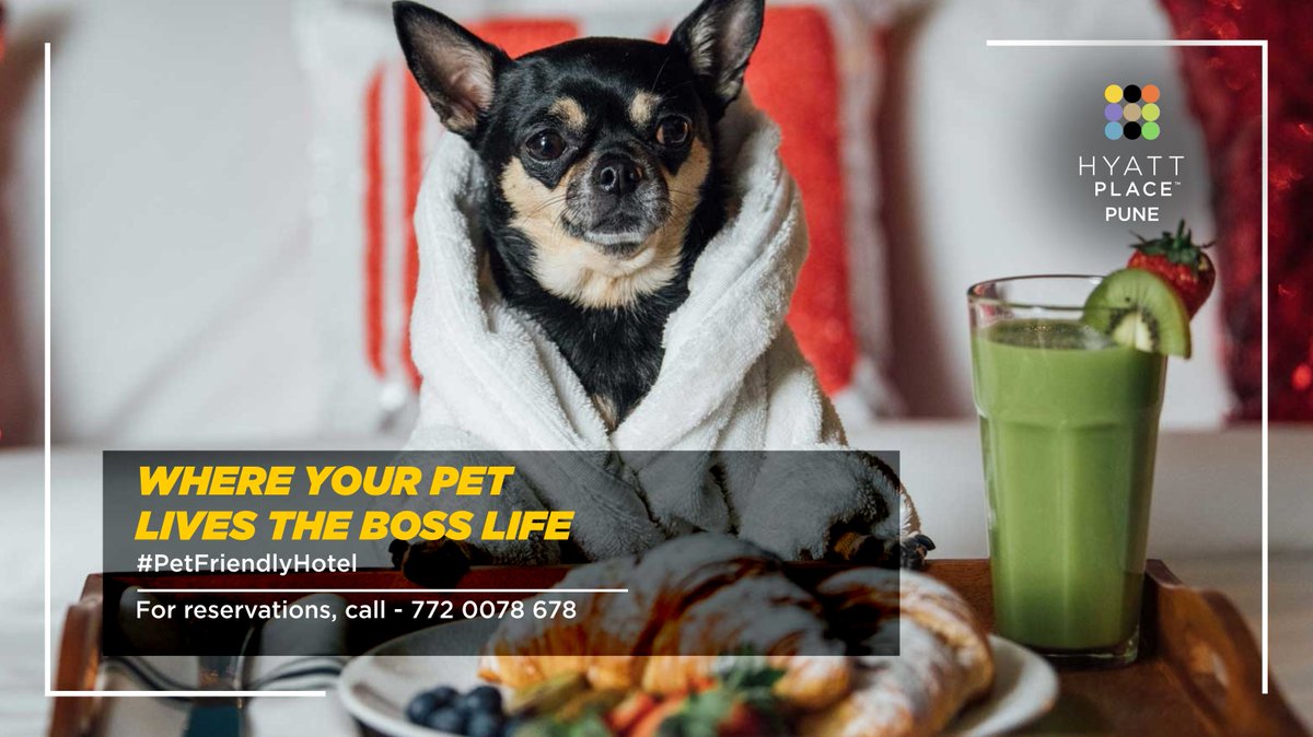 HyattPlacePune's tweet photo. We are a pet-friendly hotel because we know that your pet deserves a great staycation right by your side.๐พ
Call- 772 0078 678๐
#hyattplace #hyattplacepune #hyatt #petfriendlyhotel #dogcation #staycation https://t.co/JuMyv50Dmi
