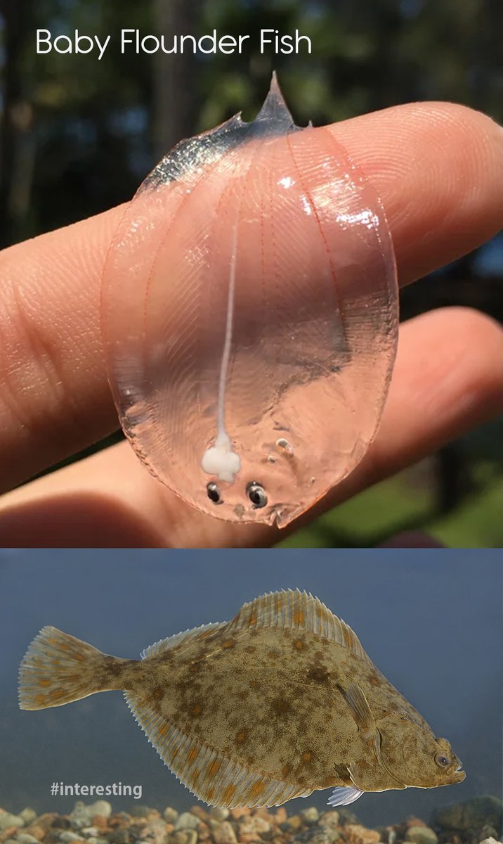 interestingmain's tweet photo. #facts, #interesting, #fish, #USA https://t.co/vc6XeexRve