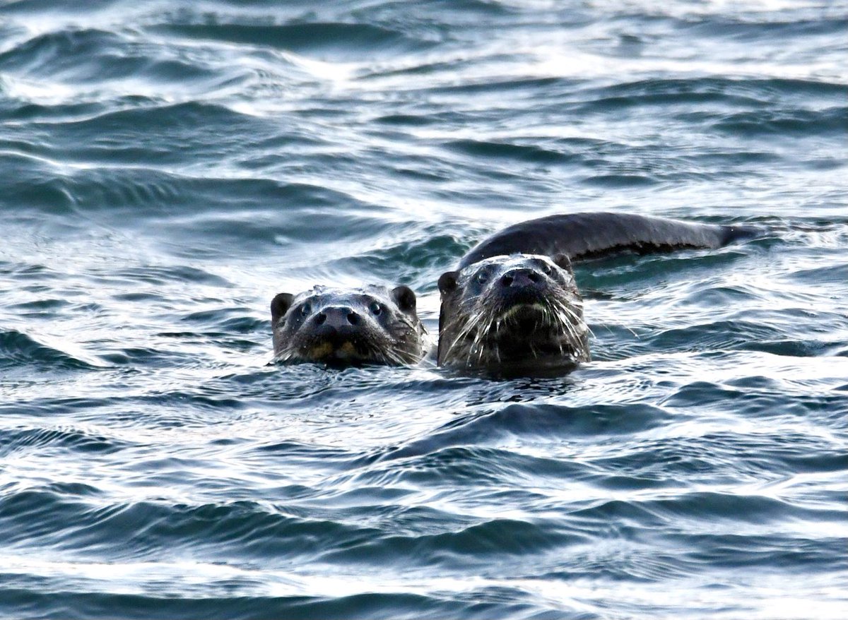 Great to see these two otters on an otherwise dark and dreary afternoon. 

#loveotters #bereisland #winterwildlife #westcork