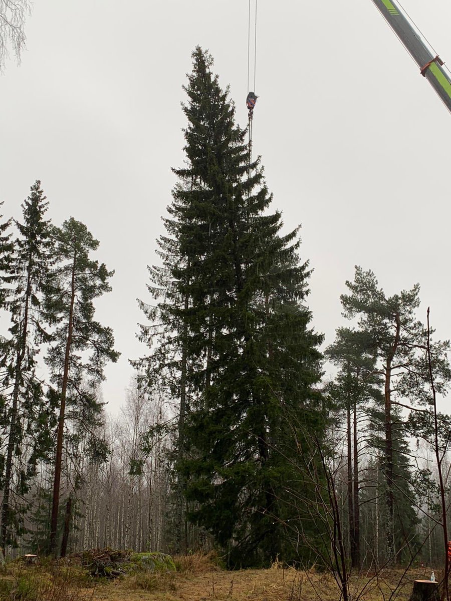 This is this year’s Trafalgar Square Christmas tree at the annual felling ceremony today in Oslo. This year, more than most, we need the Christmas cheer it traditionally brings.  #trafalgarsquare  #christmastree