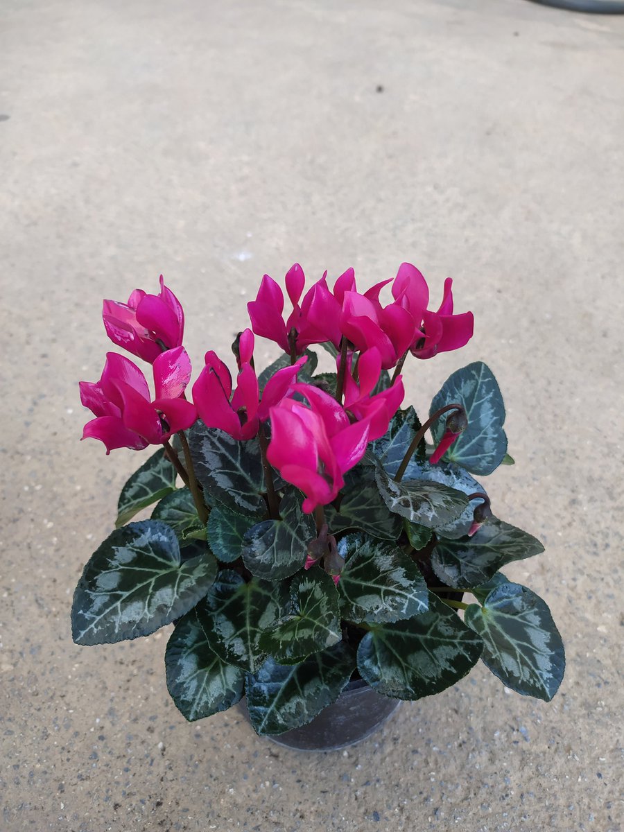 HasCicekFidan's tweet photo. Siklamen
Bilimsel adı: Cyclamen

🌳🌳Has Çiçekçilik 🌳🌳
🍁🍁tüm arap ülkelerine ihracat🍁🍁
🌷🌷🌷🌷🌷🌲🌲🌲💯
🌿☘25 yıllık Tecrübemizle🌿🌿
Tel: 0 324 454 0442
Cep Tel: 0532 721 4211
Fax: 0 324 454 1349
bilgi@hascicekcilik.com.tr
Turkey.mersin
#mersin #Turkey #fıdan #flowers https://t.co/W97bbp3xQC