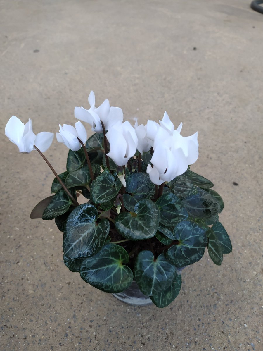 HasCicekFidan's tweet photo. Siklamen
Bilimsel adı: Cyclamen

🌳🌳Has Çiçekçilik 🌳🌳
🍁🍁tüm arap ülkelerine ihracat🍁🍁
🌷🌷🌷🌷🌷🌲🌲🌲💯
🌿☘25 yıllık Tecrübemizle🌿🌿
Tel: 0 324 454 0442
Cep Tel: 0532 721 4211
Fax: 0 324 454 1349
bilgi@hascicekcilik.com.tr
Turkey.mersin
#mersin #Turkey #fıdan #flowers https://t.co/W97bbp3xQC