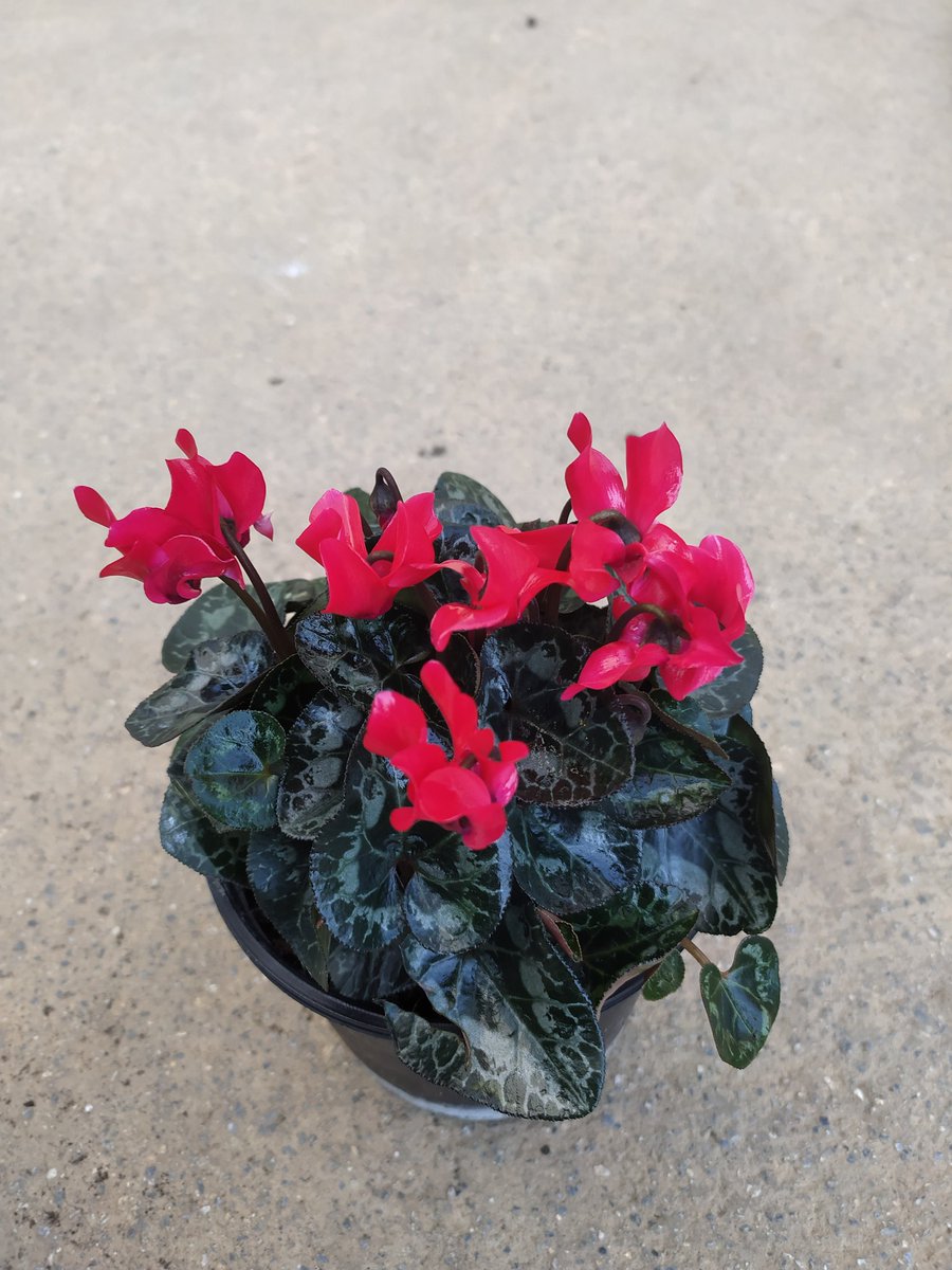 Siklamen
Bilimsel adı: Cyclamen

🌳🌳Has Çiçekçilik 🌳🌳
🍁🍁tüm arap ülkelerine ihracat🍁🍁
🌷🌷🌷🌷🌷🌲🌲🌲💯
🌿☘25 yıllık Tecrübemizle🌿🌿
Tel: 0 324 454 0442
Cep Tel: 0532 721 4211
Fax: 0 324 454 1349
bilgi@hascicekcilik.com.tr
Turkey.mersin
#mersin #Turkey #fıdan #flowers