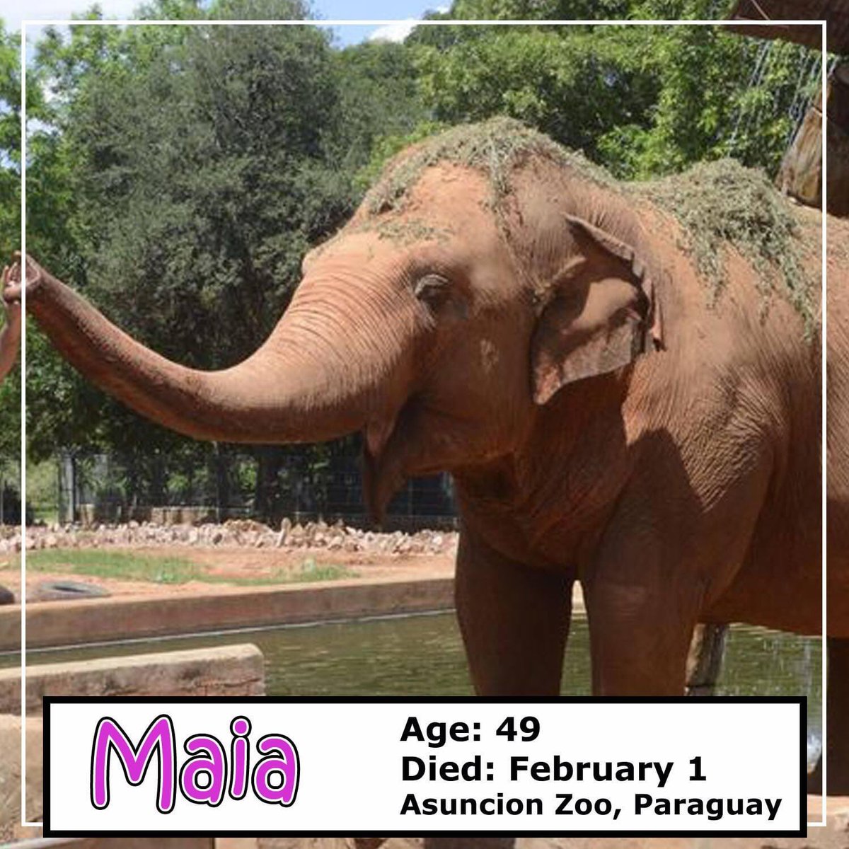 LEAPyeg's tweet photo. Day 3: #Vigil4Elephants - Maia was brought to Paraguay as an infant. She lived most of her 49 yrs alone, &amp; at the time of her death, she was the only elephant in Paraguay. Alone for all that time 😢

Rest in peace dear Maia. May you now roam with your herd forever. #RIPMaia https://t.co/XSWkwLPWoX
