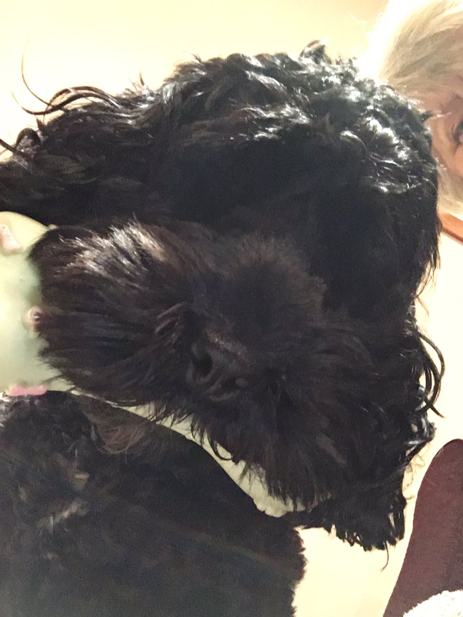 CockapooCilla's tweet image. Got my squeaky bone. I’m so happy #bonelove  #dogsoftwitter #selfie #dogselfie