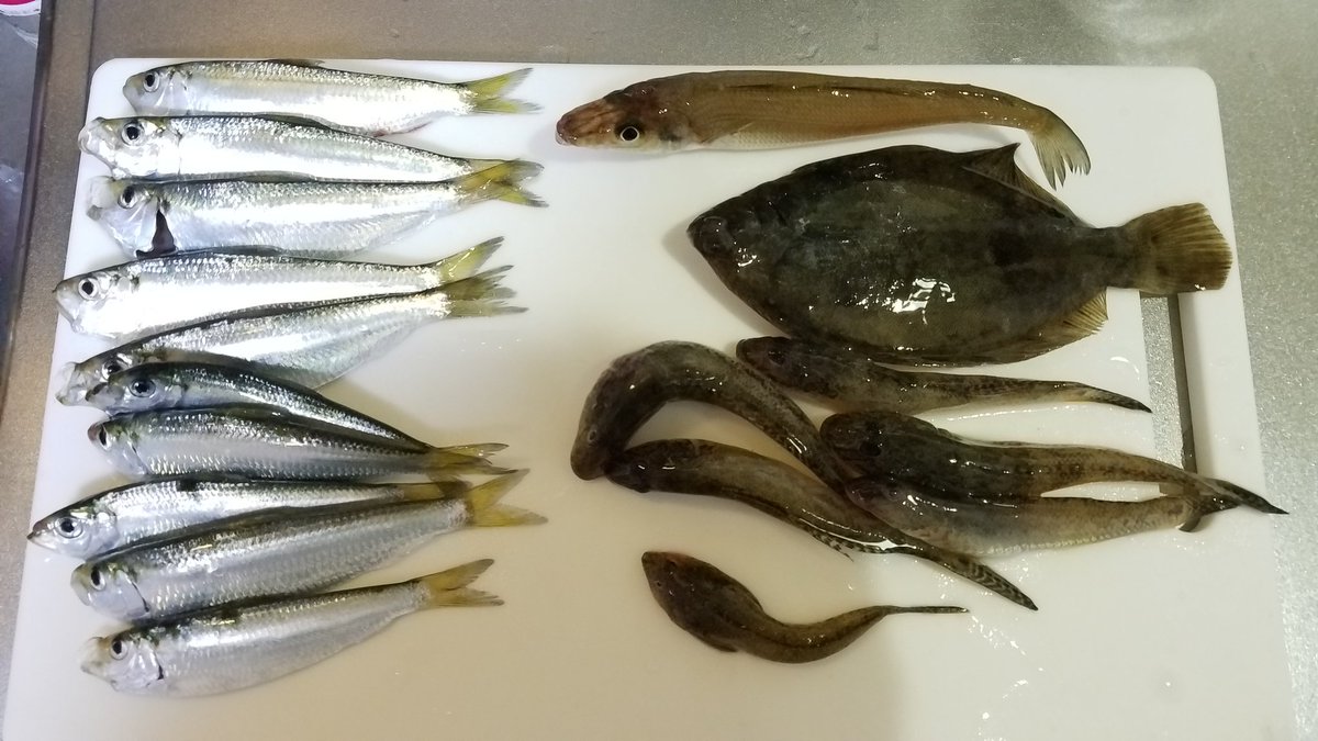金木犀 釣りとキャンプとプリコネと キャンプ明けに大洗で釣り 今回サビキはあまり釣れなかったけど 投げ釣りの方にちょいちょいあたりがあって楽しかった サッパとハゼ カレイは唐揚げに シロギスは塩焼きに 美味しくいただきました W 金木犀 釣りとキャンプとプリコネと キャンプ明けに大洗で釣り 今回サビキはあまり釣れなかったけど 投げ釣りの方にちょいちょいあたりがあって楽しかった サッパとハゼ カレイは唐揚げに シロギスは塩焼きに 美味しくいただきました W