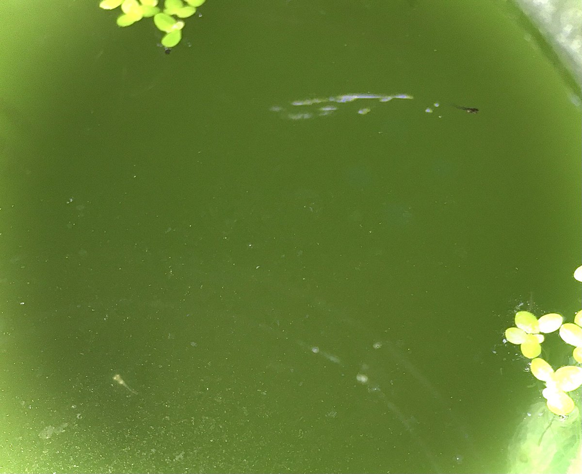 陸河童 糸ゴケと藻が急速に増えた30cmキューブを掃除と換水 どうも水質が安定いたしません 10月生まれの12匹のメダカ の稚魚は 大半が青メダカの体色になる模様 メダカ 熱帯魚 アクアリウム 陸河童 糸ゴケと藻が急速に増えた30cmキューブを掃除と換水 どうも水質が安定いたしません 10月生まれの12匹のメダカ の稚魚は 大半が青メダカの体色になる模様 メダカ 熱帯魚 アクアリウム
