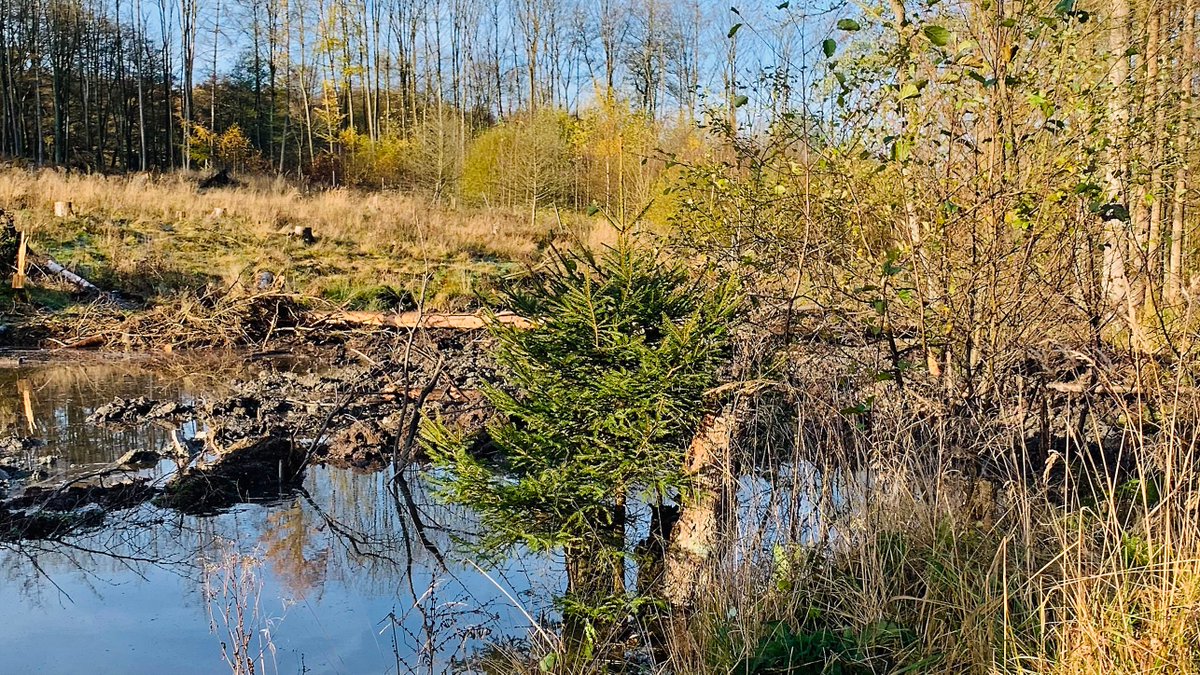 KreisSoest's tweet photo. So schön kann #Umweltschutz sein. Das #Bibertal in #Rüthen wird noch schöner gemacht. Das Sachgebiet #Wasserwirtschaft des #KreisSoest renaturiert die Biber oberhalb des Biberteichs bis zur Kreisgrenze zum #Hochsauerlandkreis.  https://t.co/4IsVGWUh8O https://t.co/xeUz7PckfT