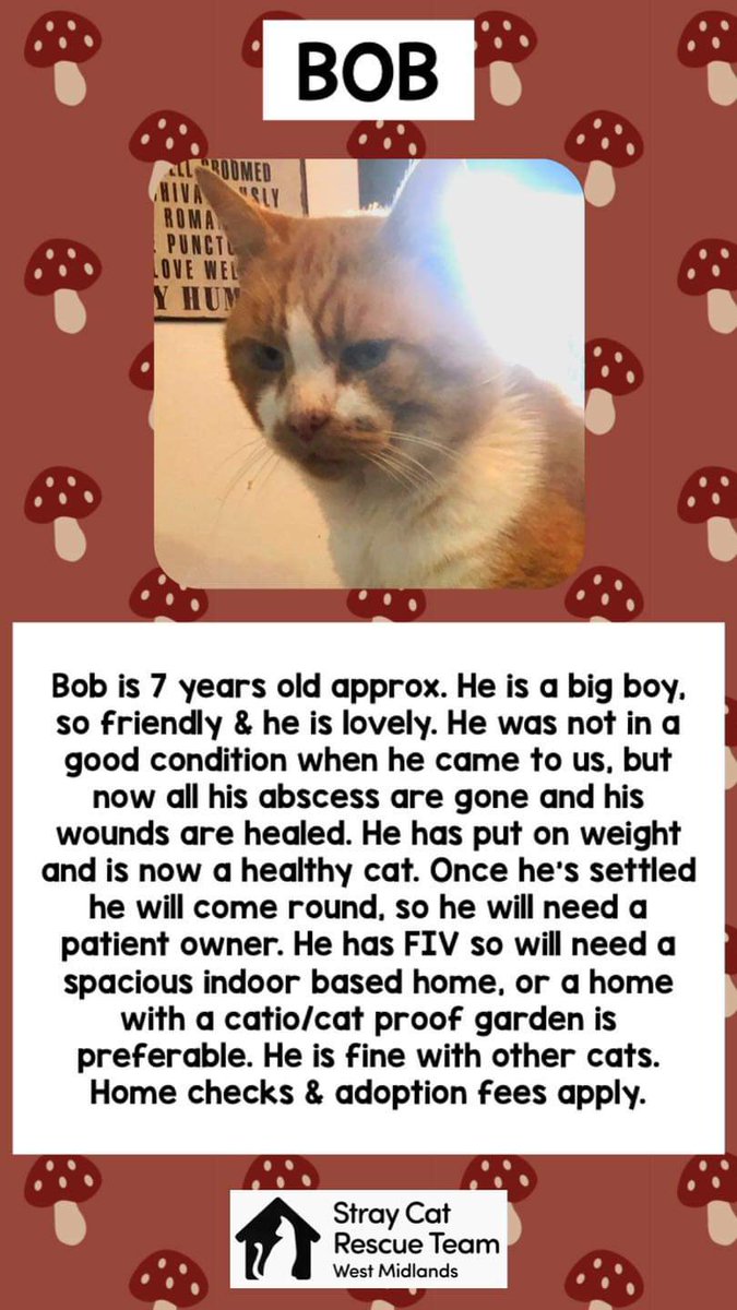 Stray Cat Rescue Team West Midlands tweet media