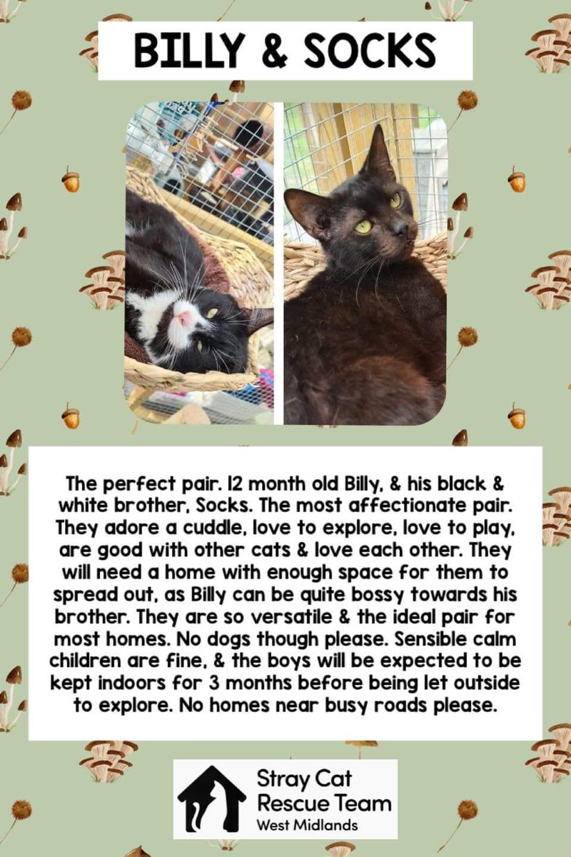 Stray Cat Rescue Team West Midlands tweet media
