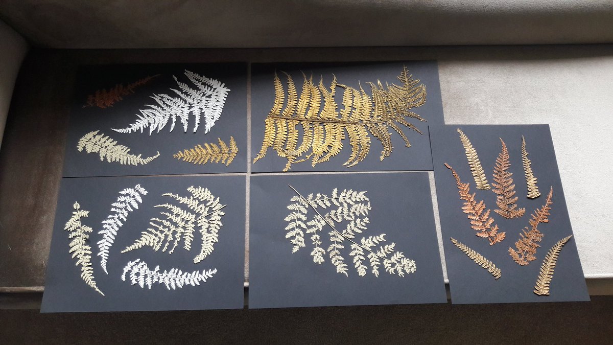 jurassicgigi's tweet photo. Found these fern pressings in back of cupboard, pressed at previous house 5 years ago. Am going to combine with pressed seaweeds on Christmas Cards this year. #ferns #keepingbusyinlockdown https://t.co/FLw6vMcHdf