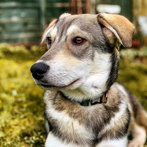wowiedogs's tweet photo. This is Harry, a beautiful Romanian rescue now living his best life in the UK. Harry has figured out the cuter he poses for the camera, the most treats he can score! Big lover of sticks too, this cutie! π π
π· photocreds: @harry_therescue
#rescuedog #mixedbreed #wowiedogs https://t.co/eSJnY7HjVr
