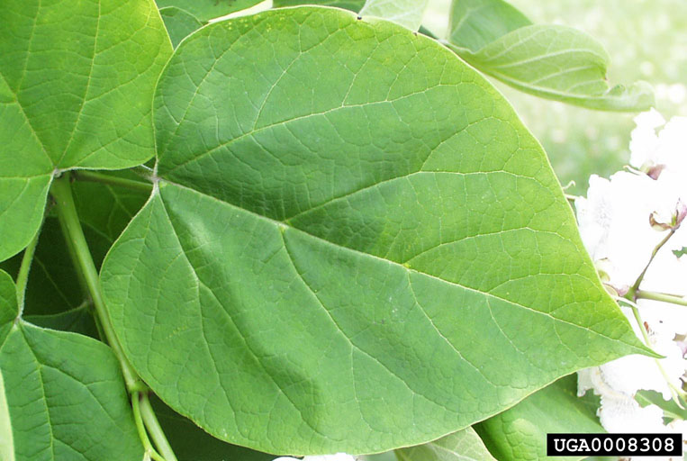 forestscanada's tweet photo. Welcome back to #TreeIDTuesday! Let's study for #TreeBee2020 by identifying this species: non-native to Canada, with seed pods that resemble green beans and heart shaped leaves - what could it be?
P.S. tomorrow is the last day to register for Tree Bee: https://t.co/4kT2fkOACU https://t.co/PewtBNICZi