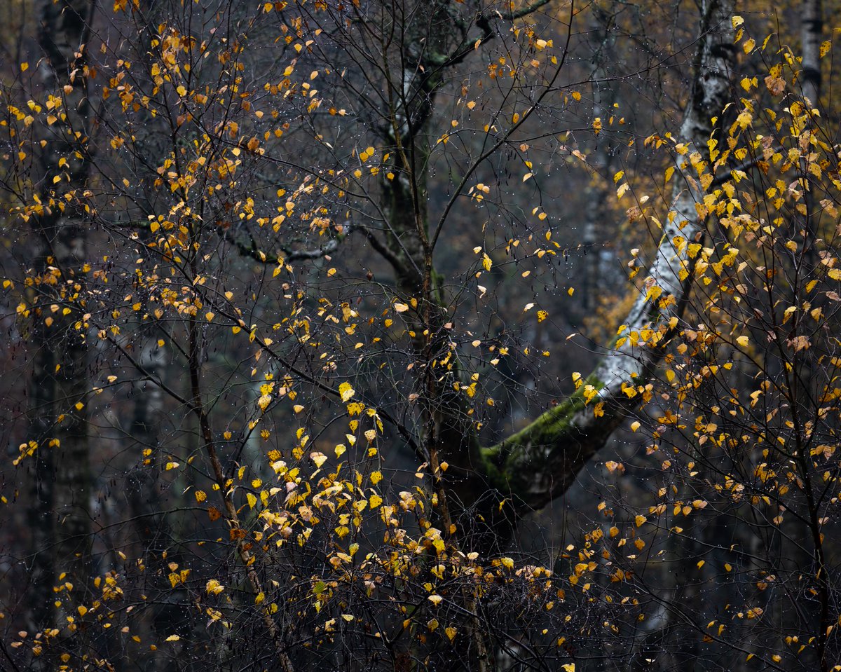 Expel
.
#woodlandphotography #nature #oxfordshire