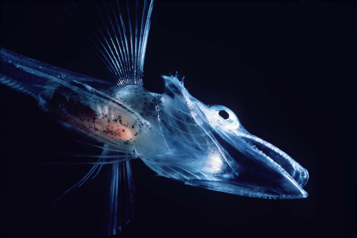DIGS_for_EVEs's tweet image. #DIGSforEVEs identified an endogenous #circovirus in the genome of the Atlantic icefish (Chaenocephalus aceratu). #Paleovirology