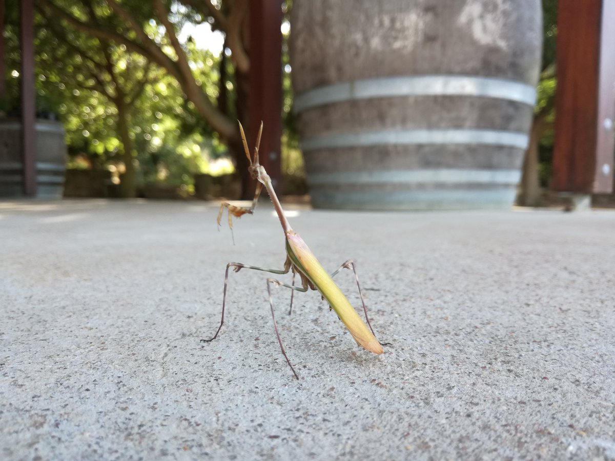 Our #spiritual insect friend, the #prayingmantis.
Seeing a praying mantis can be considered to be good luck or bad, depending on your culture.#sanspiritshared
<a href="/CapeNature1/">CapeNature</a> <a href="/5050TV/">50|50 human nature</a> <a href="/WWFSouthAfrica/">WWF South Africa</a>