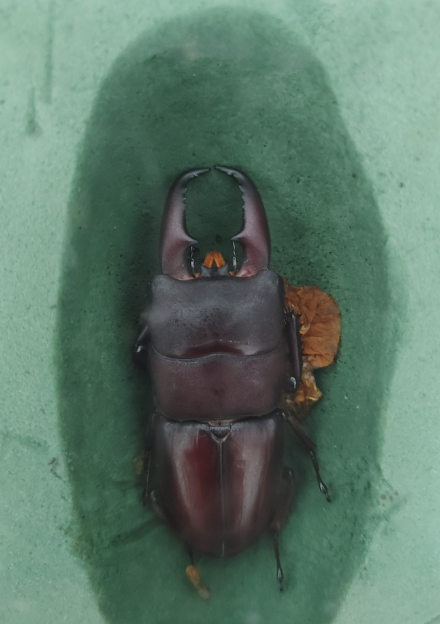 オオクワガタのtwitterイラスト検索結果