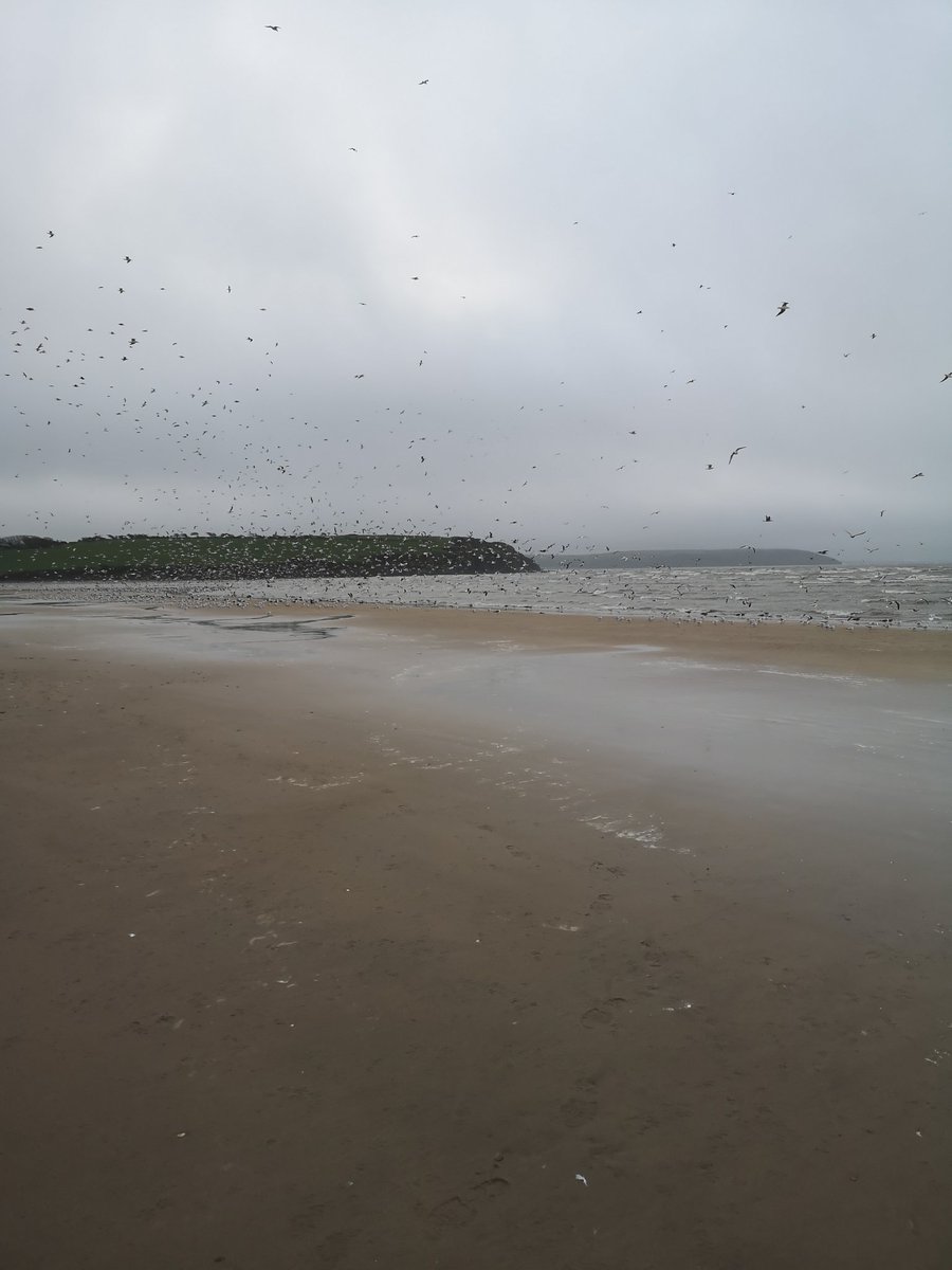 What a fantastic site, at least 50k birds on Duncannon Beach, just zoom in 😮 #birdphotography #birdwatchingireland #birdwatchwexford #duncannonbeach