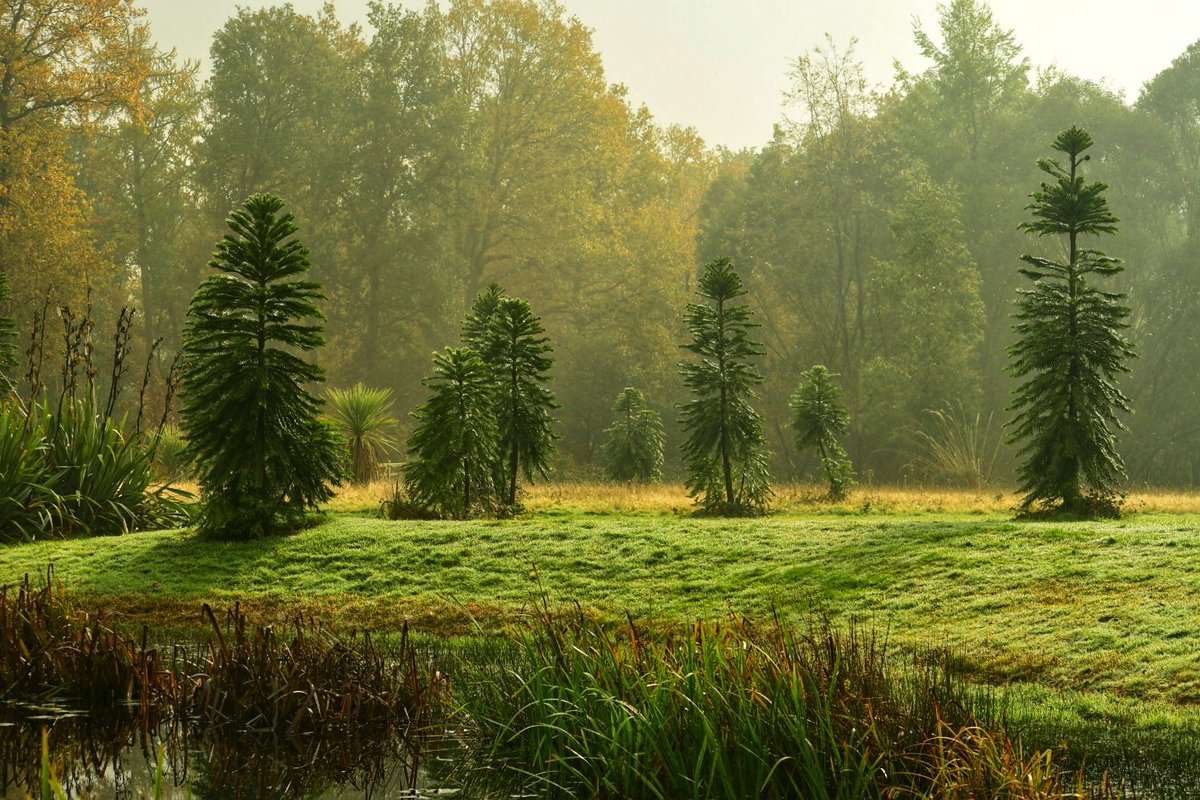 markshallestate's tweet photo. Some late autumnal inspiration from the Estate
📷 Jayne Kirby https://t.co/xr5DQv4XtD