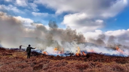 Gameandwildlife's tweet image. Ahead of tomorrow’s Westminster Hall debate on Moorland Burning make sure you read about the difference between controlled and uncontrolled burning 🔥

gwct.org.uk/blogs/news/202…