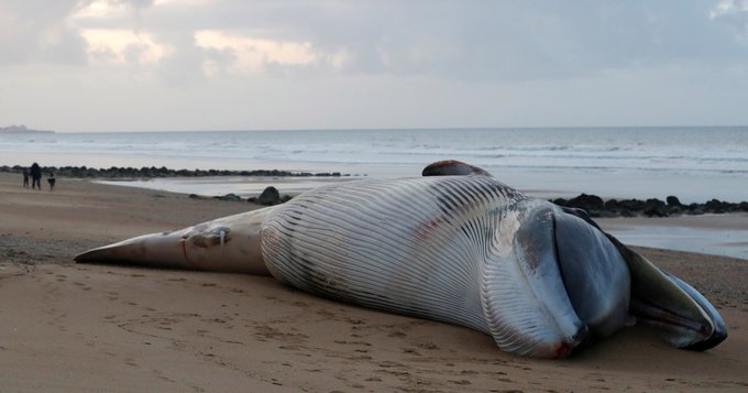 BagalueSunab's tweet image. At least six fin whales found dead were #malnourished and showed evidence of #haemorrhaging in the cardiac and #respiratory systems. aje.io/anln3 @SolomonRDavid  @salhaj  @VisualPersist