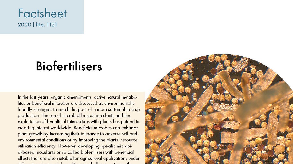 Developing specific so-called biofertilisers with beneficial effects that are also suitable for agricultural applications under different environmental conditions is challenging. A new fact sheet summarises the latest research findings:
fibl.org/en/info-centre…