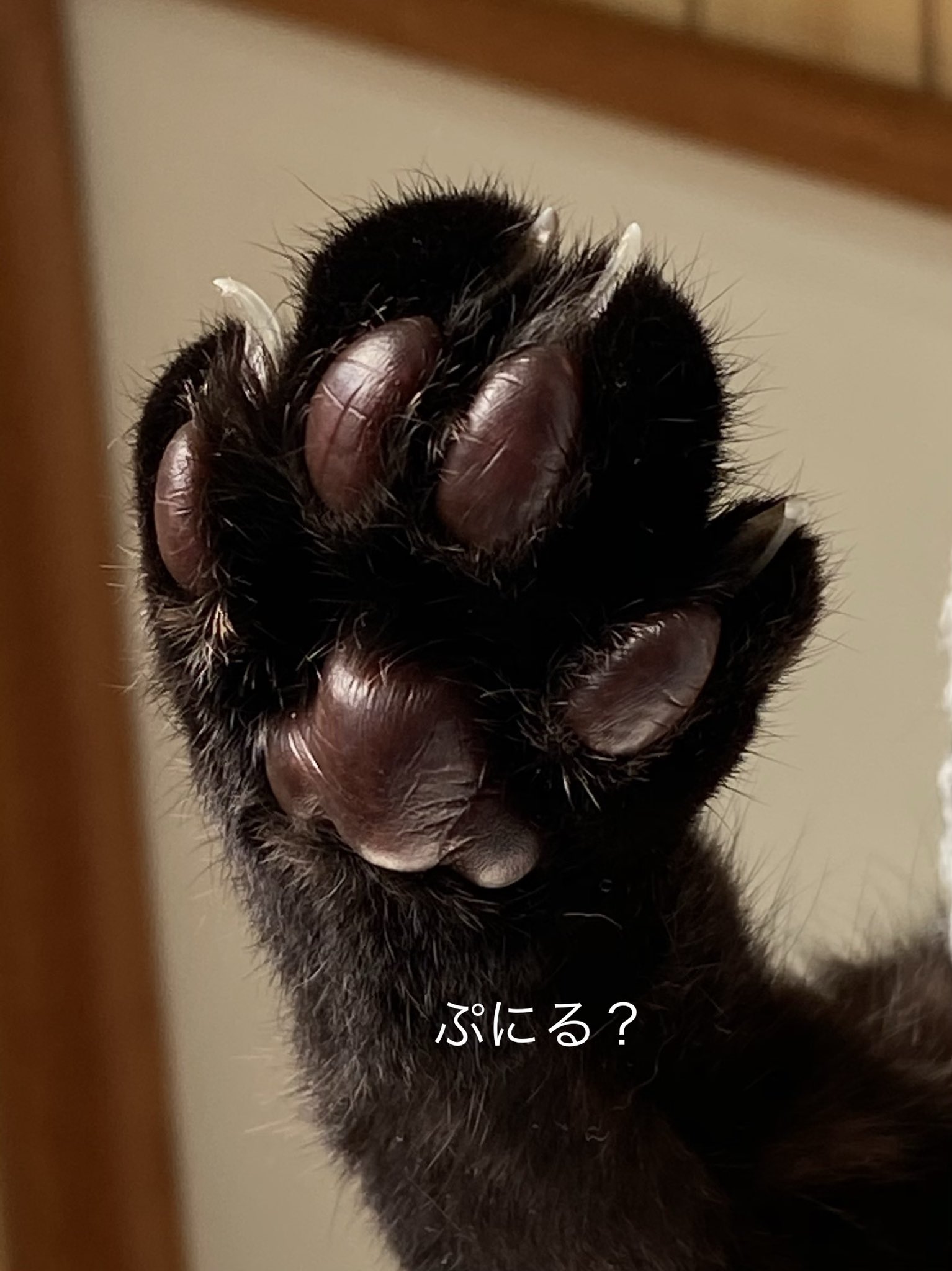 小豆肉球 Twitter Search Twitter