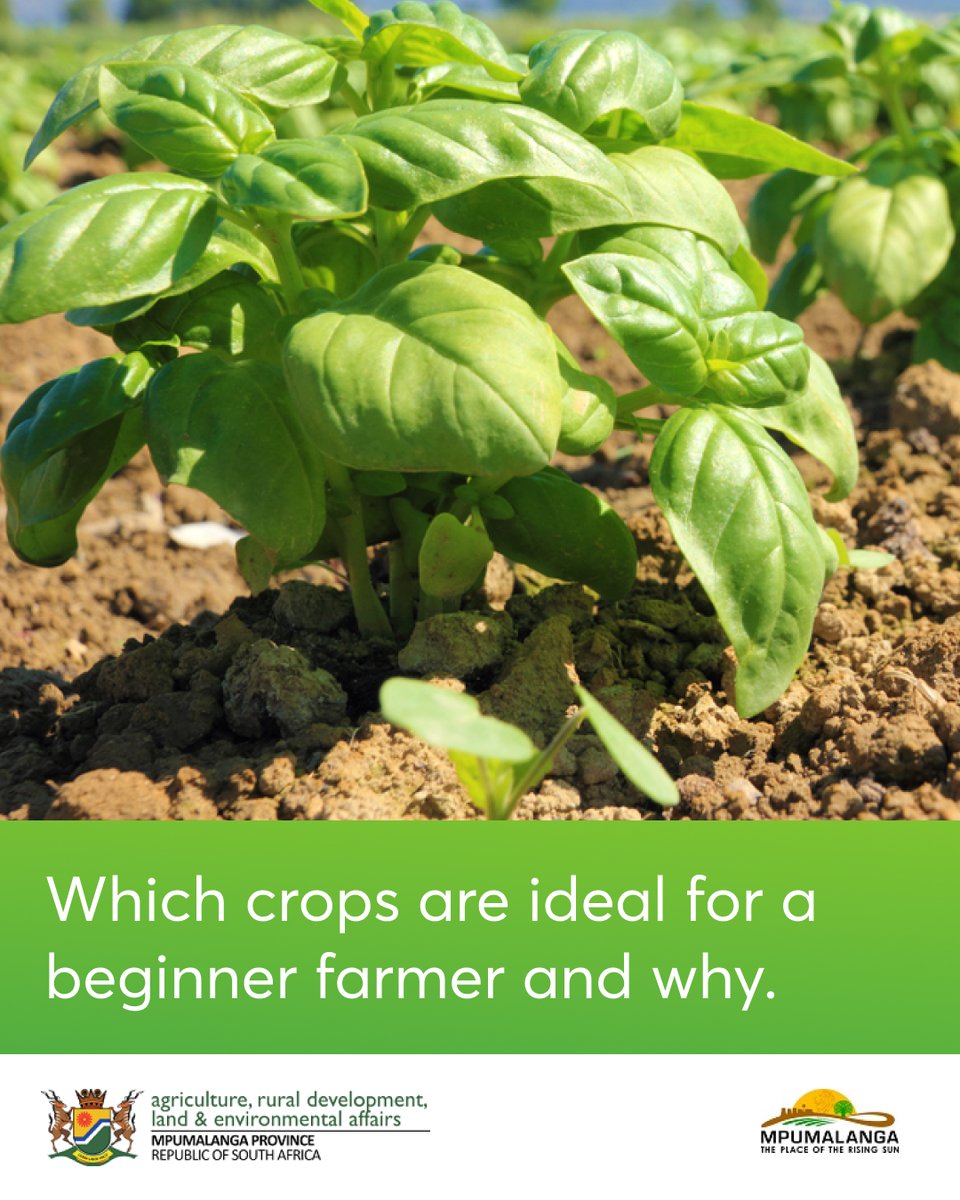 dardlea_mpu's tweet photo. It is sometimes difficult to understand which avenue of plant production to follow when you start your farming journey. Here is a shortlist of the most requested vegetables in South Africa:

● Lettuce
● Pumpkins
● Tomatoes
● Carrots

#sustainablefarming #zerohunger #farming https://t.co/N9h2nUV1J7