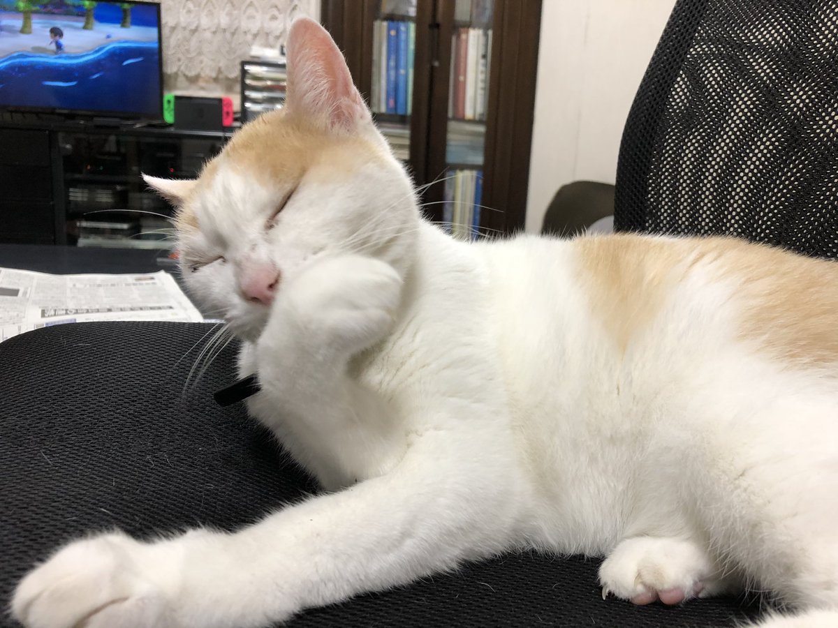 猫天気予報
