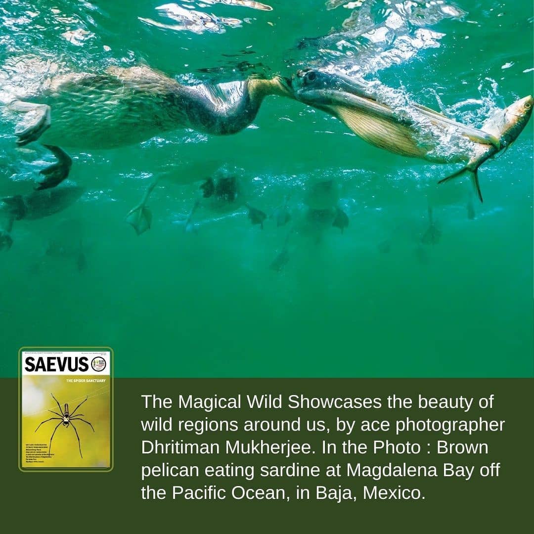 SaevusWildlife's tweet photo. Get your digital copy now
Saevus Wildlife: https://t.co/gMV57q12u6
Magzter : https://t.co/1jBI06mLjm
Readwhere : https://t.co/DDYiySoZyg
#Saevus #saevusmagazine #birdsmagazine #wildlife #september2020 #magzter #digital #digitalmagazine #magazine #magazinedesign #magazineart https://t.co/oMEy06gEcZ
