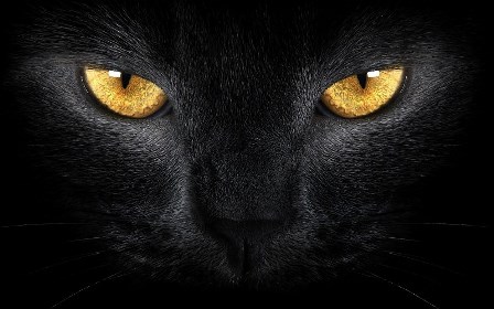 Rosanna Marani Aforismi Non Sono I Gatti Neri Di Pelo A Portare Sfortuna Sono I Cervelli Neri Di Pensiero A Farlo Portano Sfortuna All Intelligenza Dal Mio Libro Tidolamiaparola T Co 4zs6dedxr8