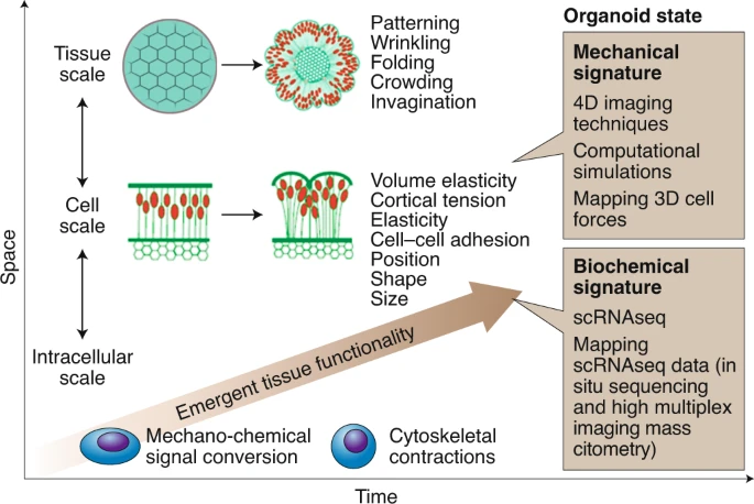 NatureMaterials's tweet photo. Review | Rethinking organoid technology through bioengineering @IBECBarcelona @CWRUSOM @HMSbioethics @MITdeptofBE @MRC_LMB @LUMC_Leiden

https://t.co/VVBjfd3y8V

shareable: https://t.co/UREREmXRwk https://t.co/OSluSj170p