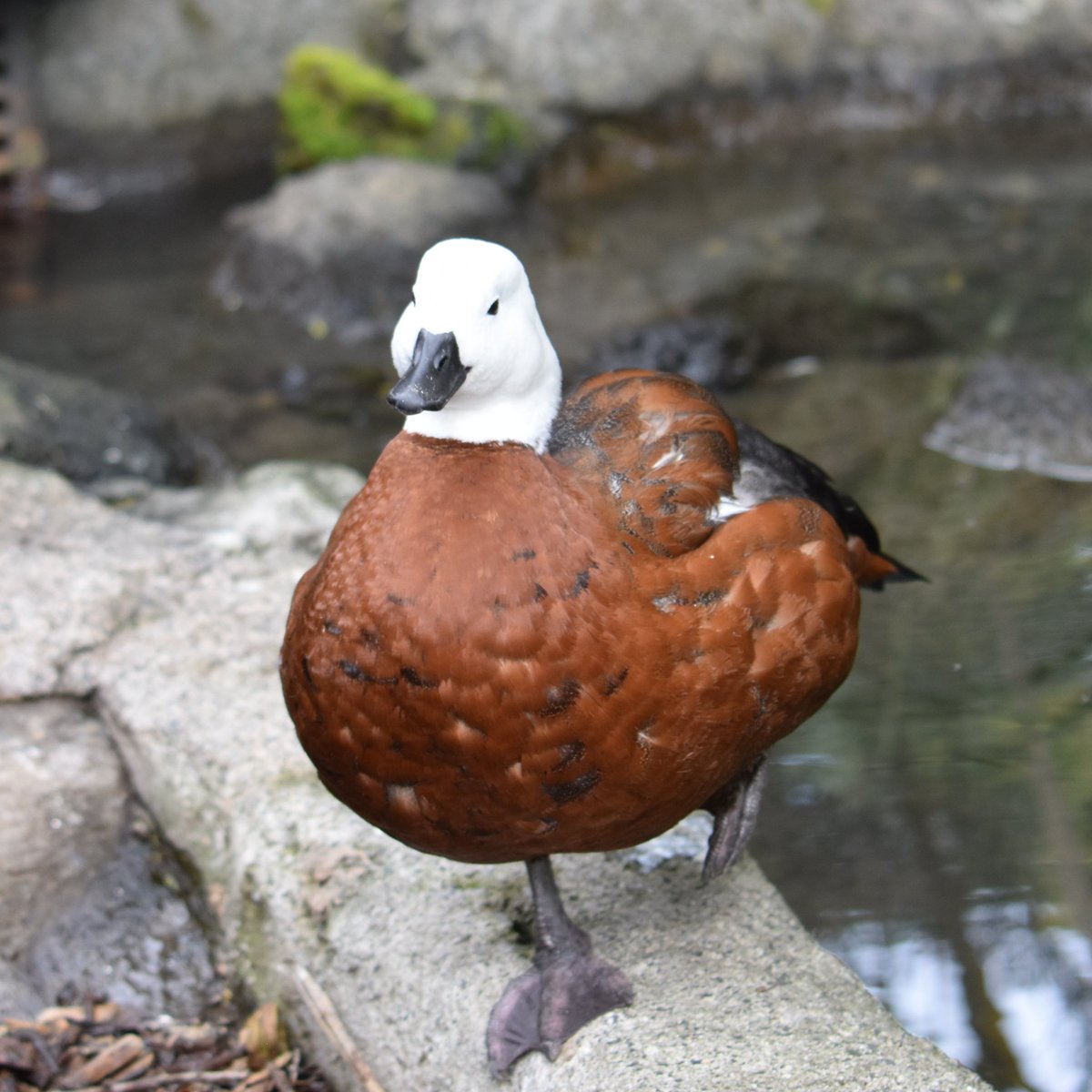 うに 旅好猫飼 ニュージーランド固有種クロアカツクシガモ メスの顔は白いのが特徴です