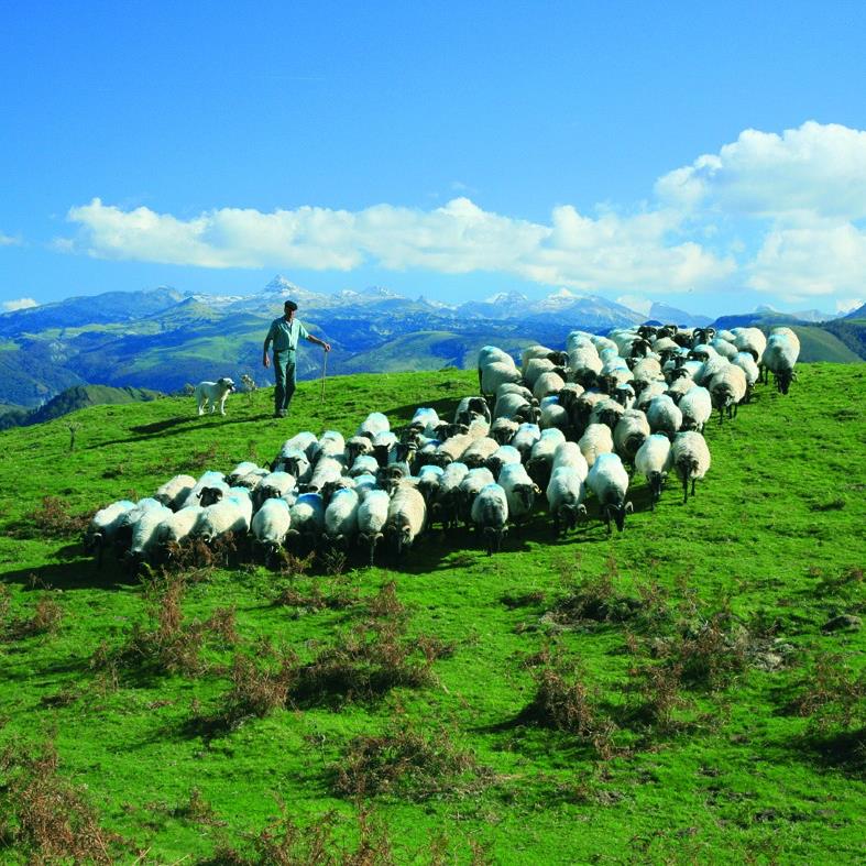 Après un grand succès au printemps dernier, le drive #agneau de lait des #pyrénées reprend du service !
RDV sur urlz.fr/efTH pour commander !
Agneau entier ou demi selon votre appétit, livré dans 40 points de livraison en 64 et 33 et à domicile dans toute la France !😋