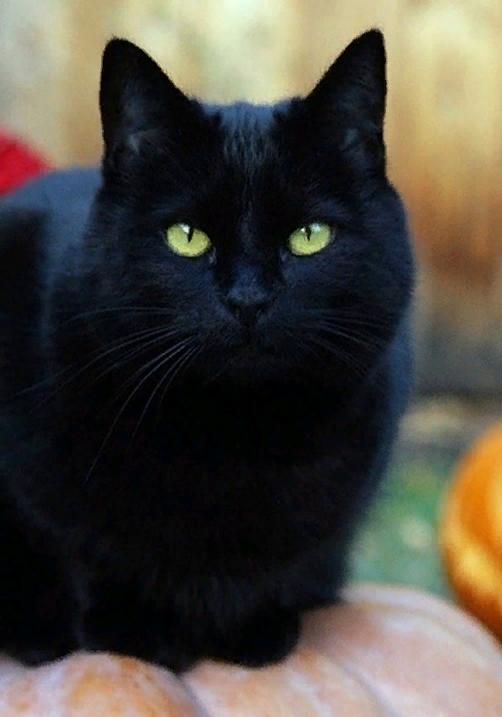 spravkacbs's tweet photo. Мало кто из нас не знаком с мистическим образом, который приписывают кошке с черной шерстью. В календаре праздников нашелся день и для окруженной мистикой черной кошки. Начиная с 2007 года, 17 ноября считается Днем черной кошки https://t.co/y44ulvtCVZ