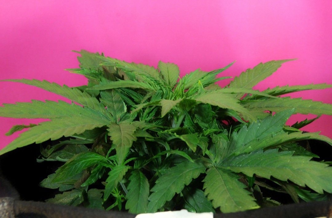 KannabiaGlobal's tweet photo. PHOTOS FROM OUR FANS‼️🌱📷💚 KRITIC AUTO by #KannabiaSeeds 🌱
📸 #Repost thanks to our #kannabista friend @Greenseedtests
Thanks for sharing! 😃🙏😍💯💚
➕Info #Kritic_Auto #collectionseeds ➡️ https://t.co/J83ZLNSYh3
#Autoflower 🌻 #CannabisCommunity #cannabisculture https://t.co/j4PBrUHWva