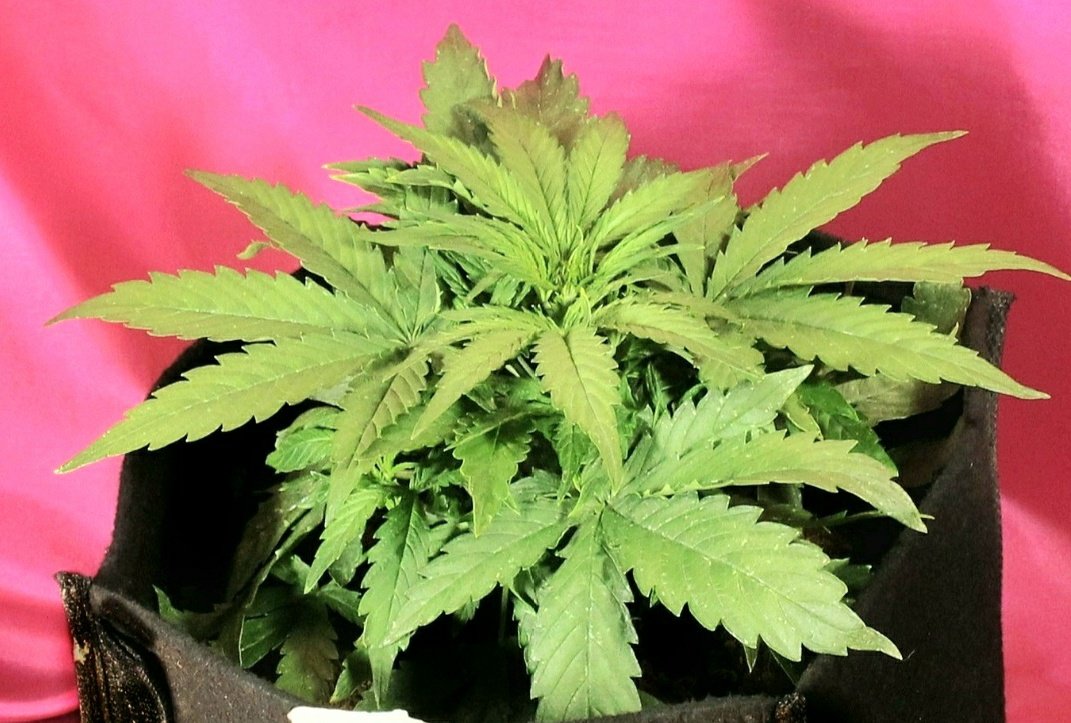 KannabiaGlobal's tweet photo. PHOTOS FROM OUR FANS‼️🌱📷💚 KRITIC AUTO by #KannabiaSeeds 🌱
📸 #Repost thanks to our #kannabista friend @Greenseedtests
Thanks for sharing! 😃🙏😍💯💚
➕Info #Kritic_Auto #collectionseeds ➡️ https://t.co/J83ZLNSYh3
#Autoflower 🌻 #CannabisCommunity #cannabisculture https://t.co/j4PBrUHWva