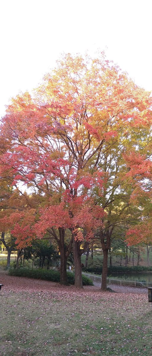 所沢市　航空公園の秋