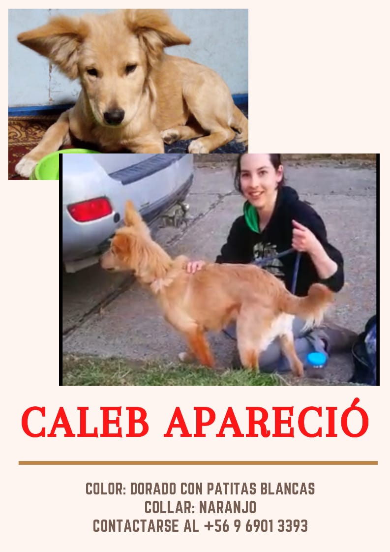 valopezf's tweet photo. Caleb esta bien, apareció ayer lunes 16 de noviembre. Gracias a tod@s por la difusión, compartir y la ayuda. #valdivia #valdiviacl #perro #perroperdido https://t.co/yrBYZtPdxB