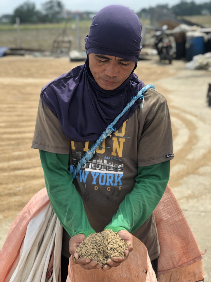 zenhernandez's tweet photo. Farmers in Pulilan like Tatay Roberto, was only able to harvest 1/4 of their palay from the floods brought by #UlyssesPH. Not only did they lose money, they remain neck deep in debt. Roberto says his family won't have anything to serve on the table this Christmas. #helpourfarmers https://t.co/7nuIz9GdhT