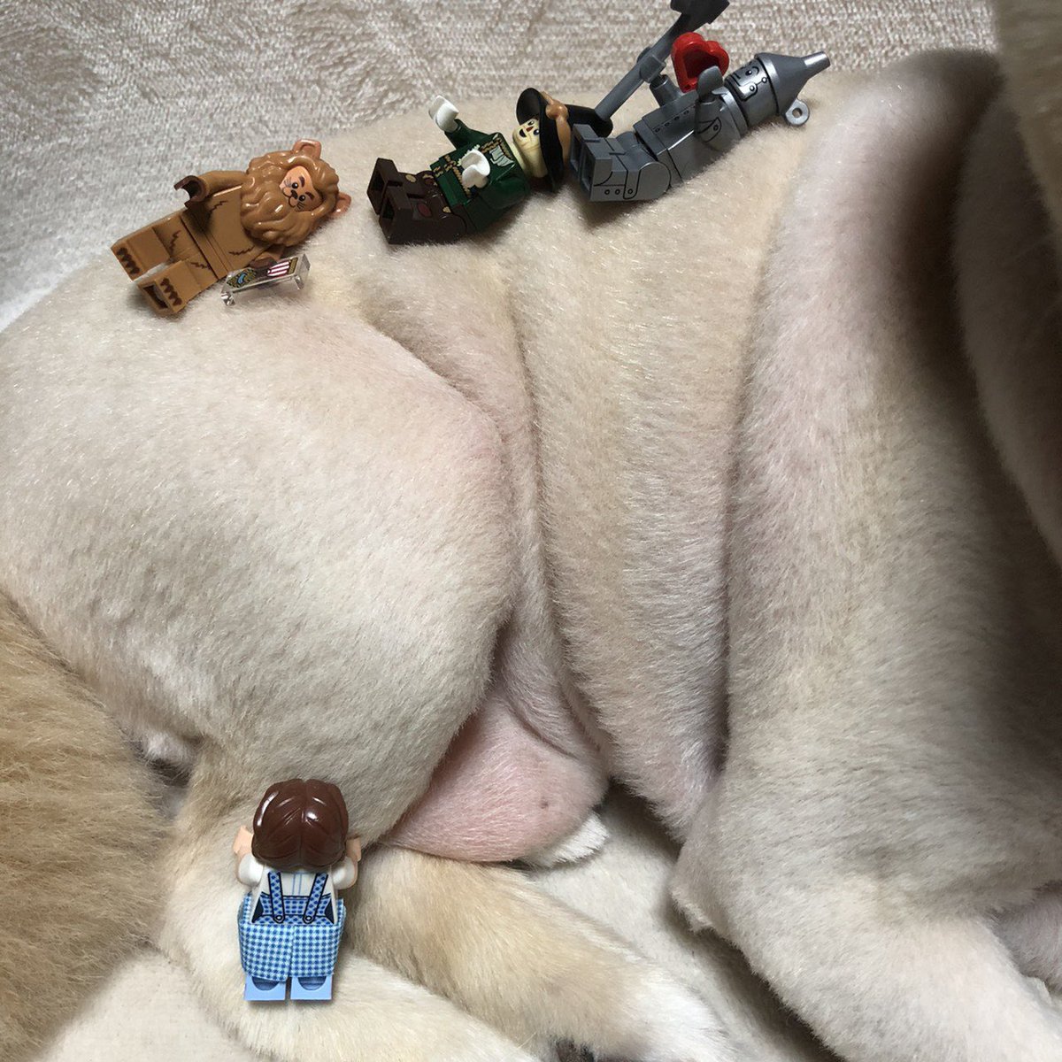 mr2pwi's tweet photo. Rati &amp; Lego https://t.co/V2rpQ4pman