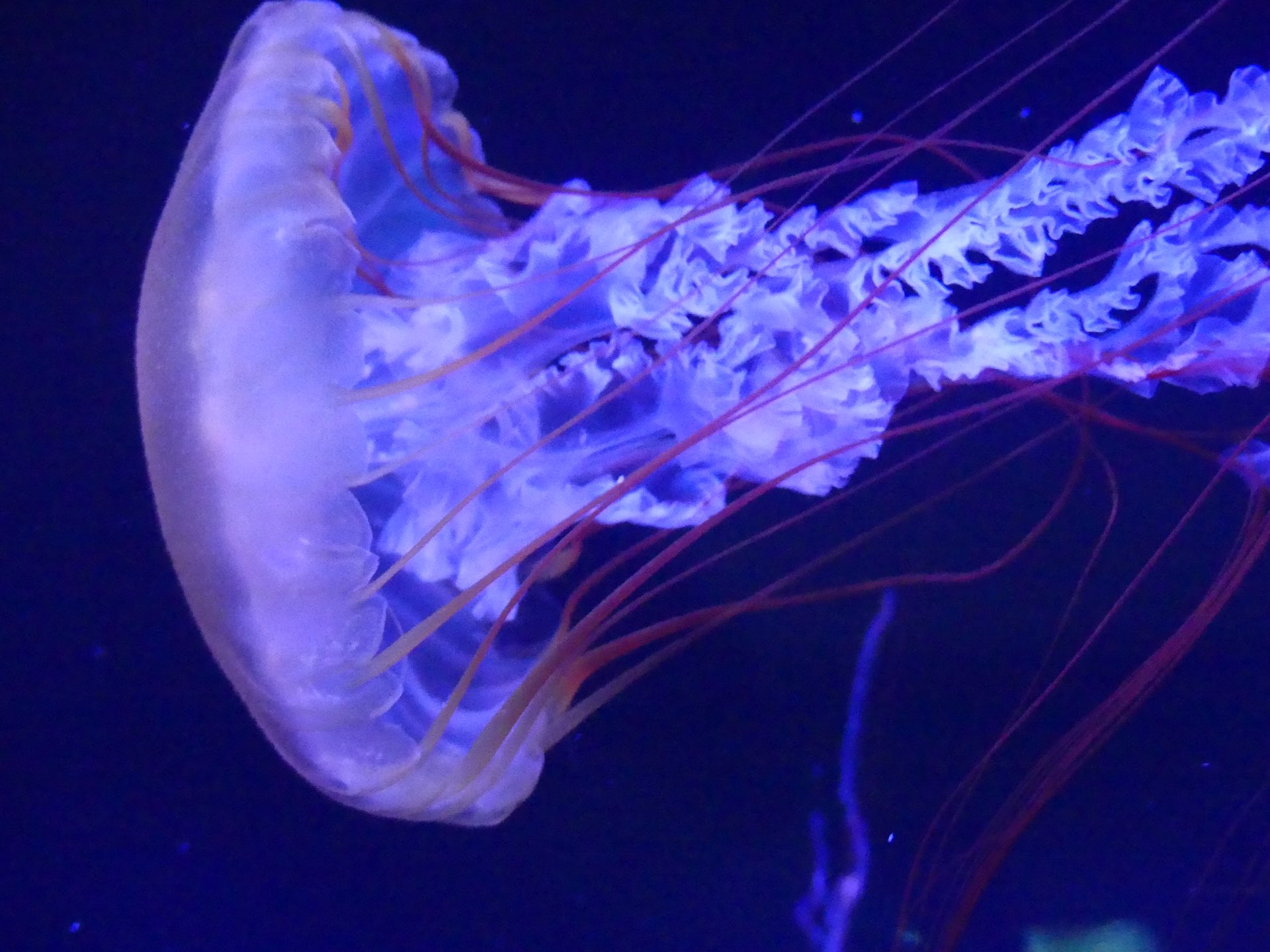 動物と自然 風景と電車や飛行機などの動画 写真を発信 すみだ水族館で見ましたクラゲです 赤い糸みたいなものがついていて このようなかぶり物をどこかで見たような記憶があります すみだ水族館 クラゲ T Co O2nkprsmnh Twitter 動物と自然 風景と電車や飛行機などの動画 写真を発信 すみだ水族館で見ましたクラゲです 赤い糸みたいなものがついていて このようなかぶり物をどこかで見たような記憶があります すみだ水族館 クラゲ T Co O2nkprsmnh Twitter