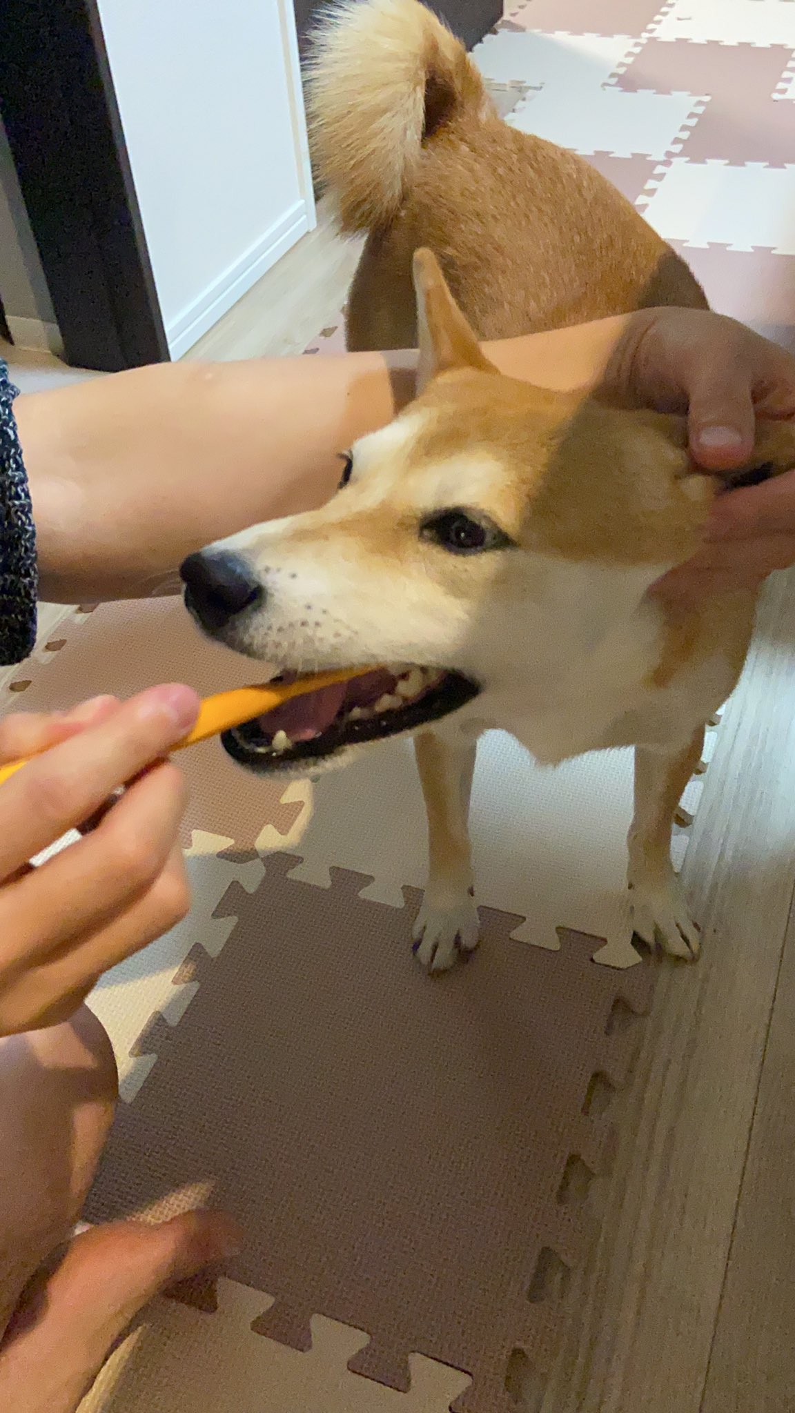 ぱぴるび マヌカハニーと360 ブラシで歯磨きに挑戦 気に入ったみたい T Co Ijvesqj02i Twitter