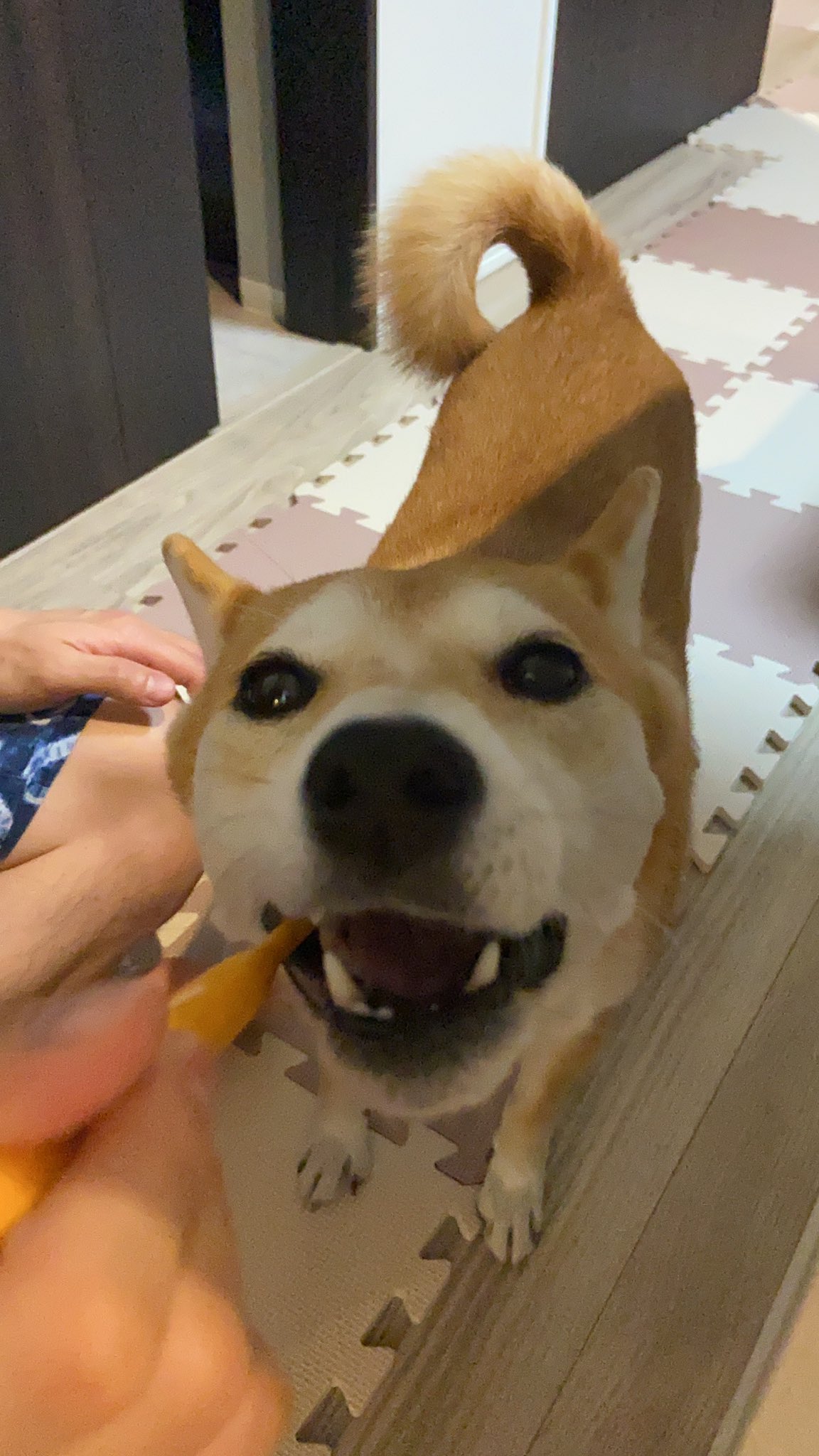 ぱぴるび マヌカハニーと360 ブラシで歯磨きに挑戦 気に入ったみたい T Co Ijvesqj02i Twitter