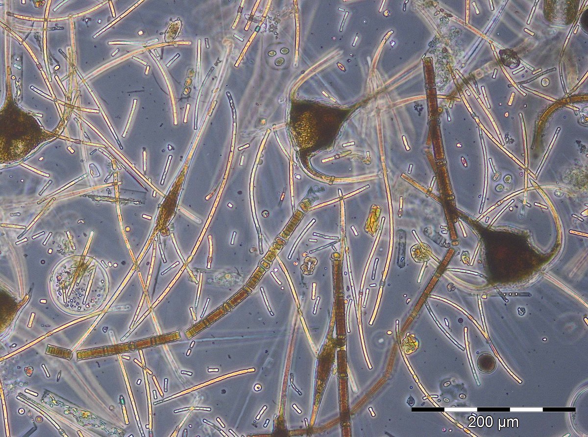 Ostseeforschung's tweet photo. ATTENTION: @Ostseeforschung we have a #jobopening for a motivated #labtechnician with experience in experimental #PlanktonResearch and #cultivation. #ApplyBy December 14, 2020. More Info: https://t.co/E5MTMRaA8s
#nowhiring
#labassistant
#phytoplankton
#microalgae
#BalticSea https://t.co/RJrTMywZRw