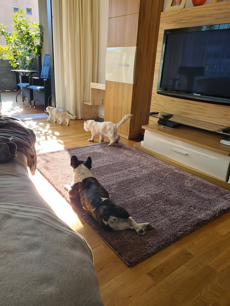 LAXEgger's tweet photo. 1. Tag vom 2. #lockdown  #herewegoagain 😷 die Katzen drängen schon nach draußen https://t.co/KkeWvBZ5Mx